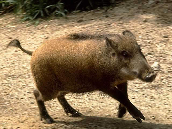 ウリ坊丸一頭セット ５kg