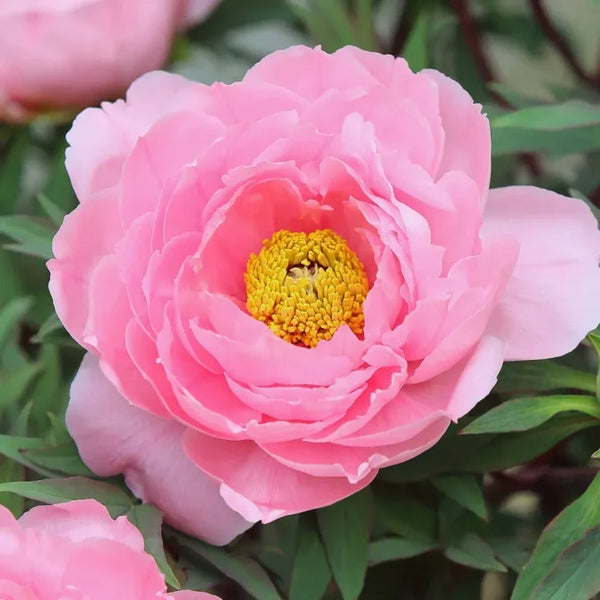 ウリ坊丸一頭セット 3kg